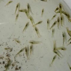 ミナミヌマエビ  20匹の画像