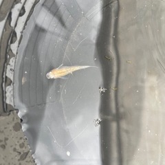 高級系メダカ