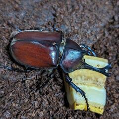 （今年最後！）赤カブトムシ♂3頭♀3頭
