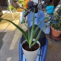 植物、アロエの画像