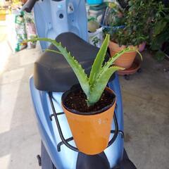 植物、アロエの画像