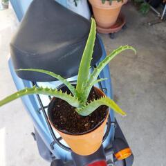 植物、アロエ