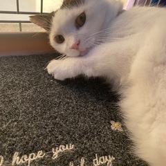 【里親様見つかりました】まんまるお餅ボディの可愛コちゃん♡ - 猫