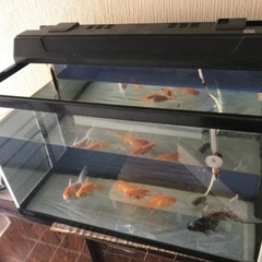 （お話し中）金魚6匹＋60cm水槽の画像