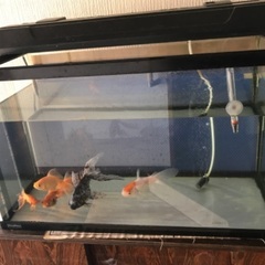 （お話し中）金魚6匹＋60cm水槽の画像