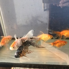 （お話し中）金魚6匹＋60cm水槽の画像
