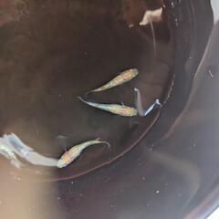 めだか　夜桜2ペア+妖聖３尾+琥珀ラメの画像