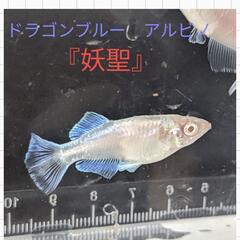 めだか　夜桜2ペア+妖聖３尾+琥珀ラメの画像