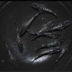 ☆値下げ☆特価!!ｸﾗｳﾄﾞｸﾞﾚ-ﾀﾞｲﾔめだか針子25匹の画像