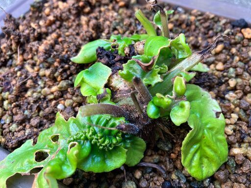 イワタバコ　白花紫花
