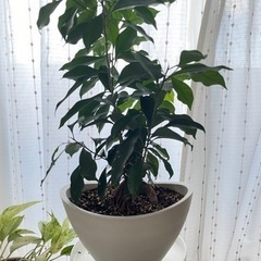 観葉植物 ガジュマル