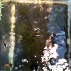 クラウドグレーダイヤめだか稚魚15匹の画像