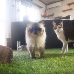 元住吉4分🐈保護猫と暮らすシェアハウス - 川崎市