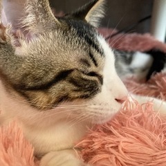 元住吉4分🐈保護猫と暮らすシェアハウス - 不動産