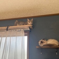 元住吉4分🐈保護猫と暮らすシェアハウス − 神奈川県