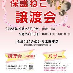 子猫だらけの譲渡会開催