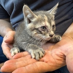 子猫2匹の里親さん募集です