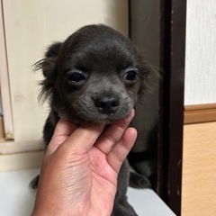 大幅値下げ！チワワ　ブルーの男の子！