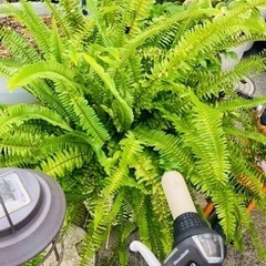 シダ植物🪴あげます