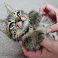 🐱里親様募集🐱募集一時中止します🙇‍♀️