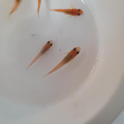 楊貴妃　5匹