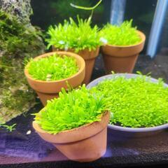 パールグラス 鉢植え