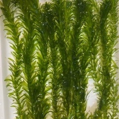 水草　アナカリス　5本で100