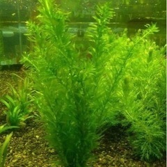 水草　アナカリス　5本で100の画像