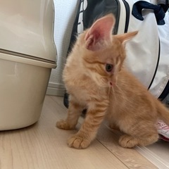 茶トラ 生後6週3日の子猫
