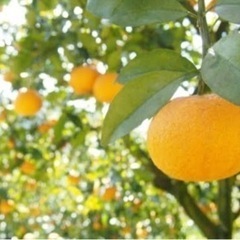 みかん畑の年間管理を手伝って頂ける方の画像