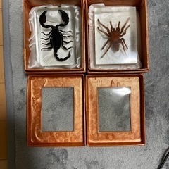 サソリとタランチュラ