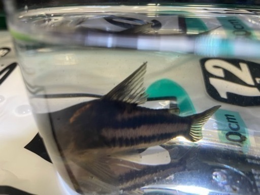 レア種　コリドラス　スーパーパラレルス4匹　熱帯魚