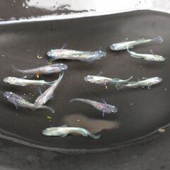 ◆値下げ◆メダカ（ミックス ④）《2023年生：幼魚-若魚》１２匹