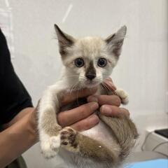 シャムMIXと長毛キジトラの三兄弟