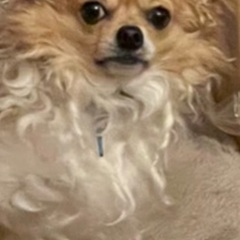 里親を募集いたします