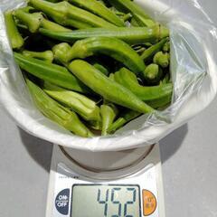 野菜　オクラ（規格外）の画像