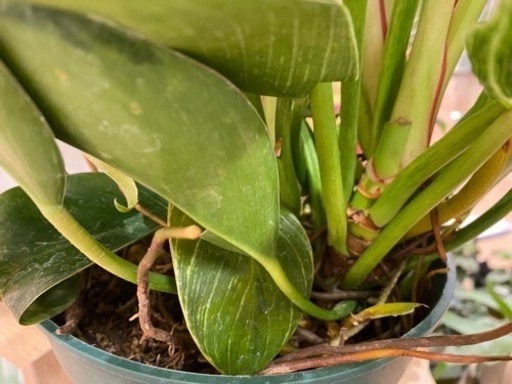 【写真追加】【観葉植物】フィロデンドロン・バーキン