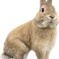 うさぎ - 北区