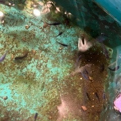 サタンメダカ　メダカの画像
