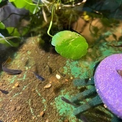サタンメダカ　メダカの画像