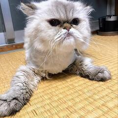 人懐っこい落ち着いたエキゾチックロングヘアーちゃんです