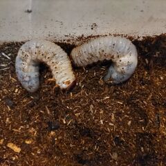 カブトムシ幼虫の画像
