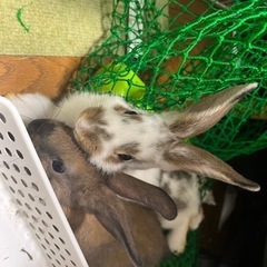 【新しい家族が決まりました】23.06.25生まれのミニウサギ②