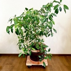 フランスゴムの木　観葉植物