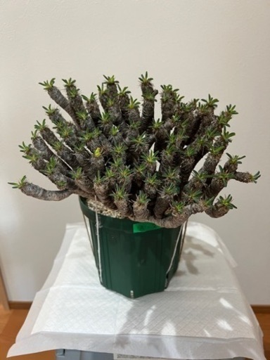 ユーフォルビア　ギラウミニアナ　発根済み