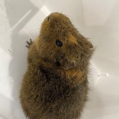 テディモルモット♀茶色