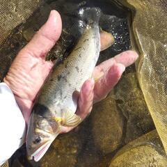 鮎の友釣り教えます弟子の方募集