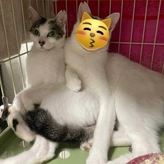 クールビューティー✨とっても美人さんなメス猫🐈推定6〜7ヶ月