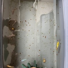 メダカの画像