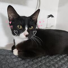 かわいい４匹兄弟✨️✨️３ヶ月半！ - 里親募集